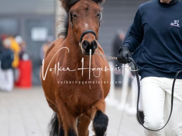 Hengste und Impressionen PSB Körung 23