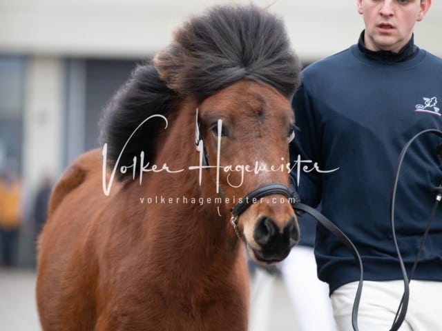 Hengste und Impressionen PSB Körung 24