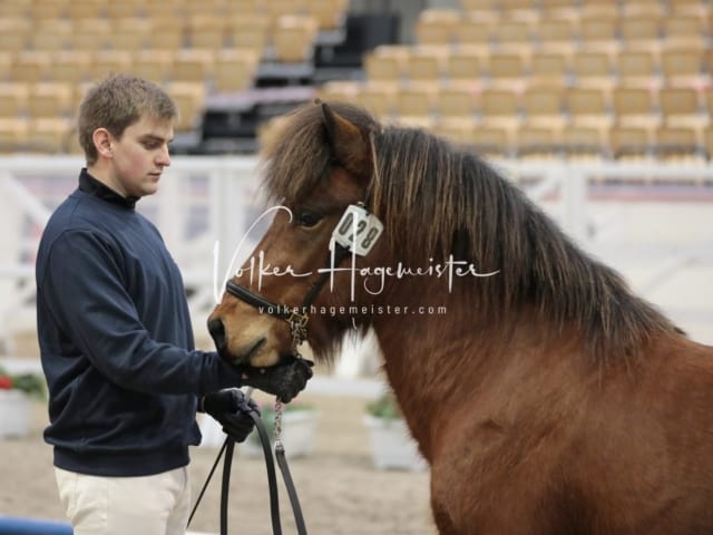 Hengste und Impressionen PSB Körung 25