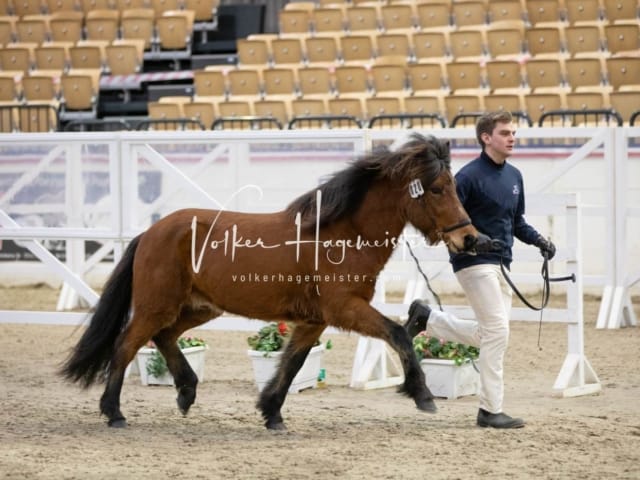 Hengste und Impressionen PSB Körung 26