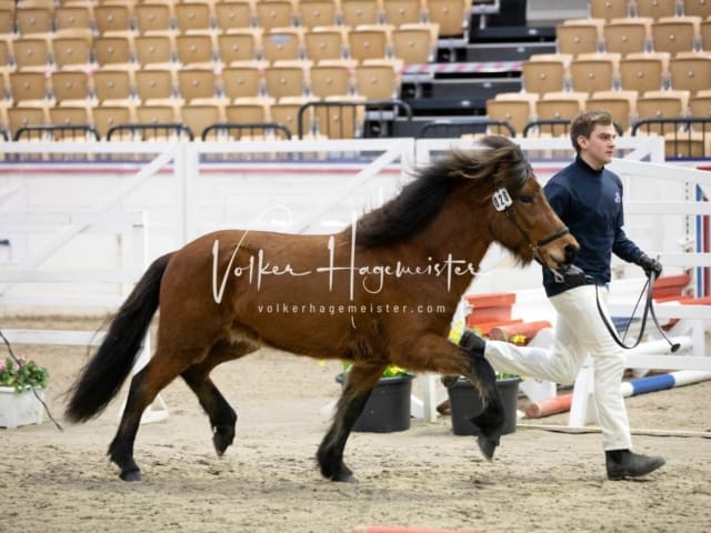 Hengste und Impressionen PSB Körung 27