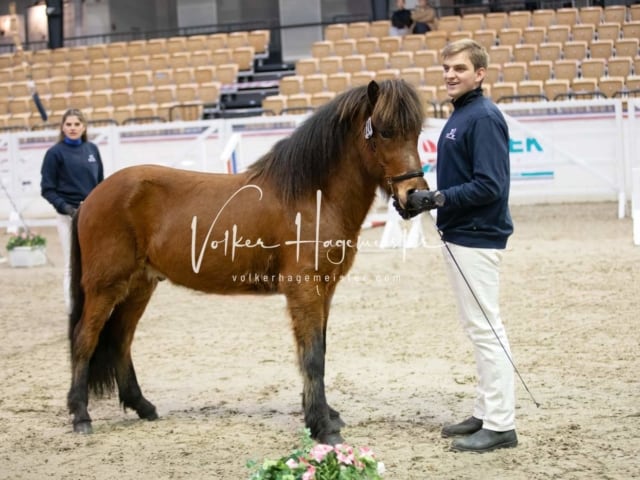 Hengste und Impressionen PSB Körung 28