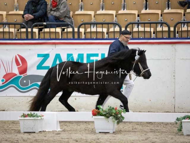 Hengste und Impressionen PSB Körung 29