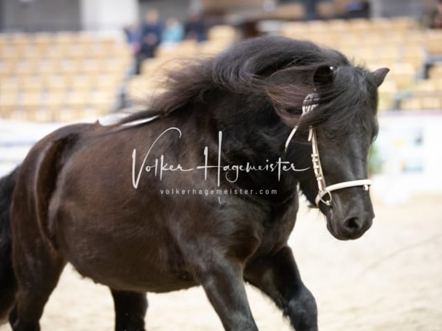 Hengste und Impressionen PSB Körung 30