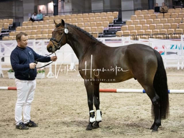 Impressionen Reitponys PSB Körung 29