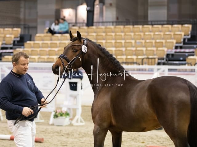 Impressionen Reitponys PSB Körung 30