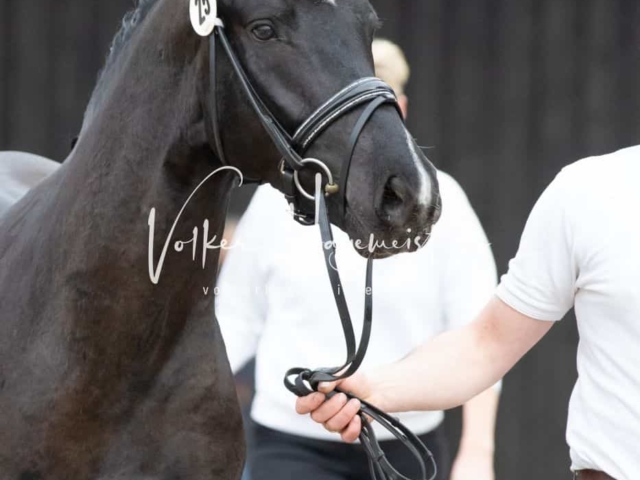 ZfdP Kranichstein Spezialrassen + Reitponys 1