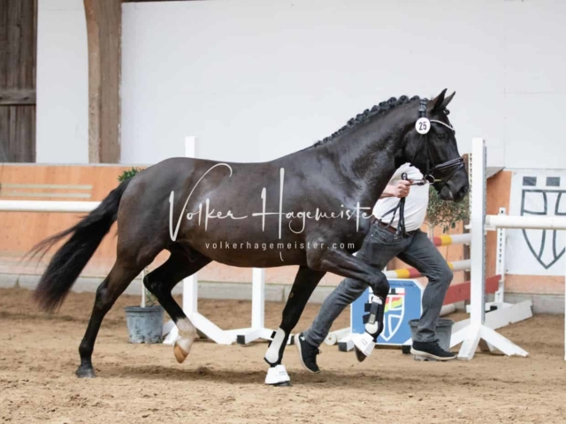 ZfdP Kranichstein Spezialrassen + Reitponys 3