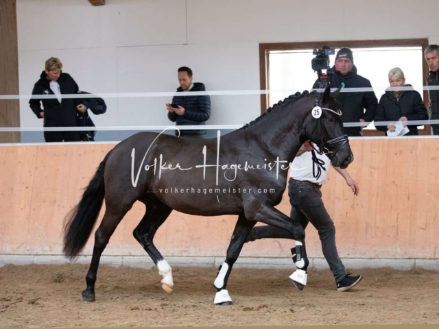 ZfdP Kranichstein Spezialrassen + Reitponys 4