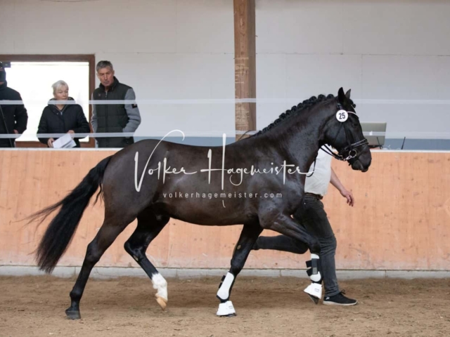 ZfdP Kranichstein Spezialrassen + Reitponys 5