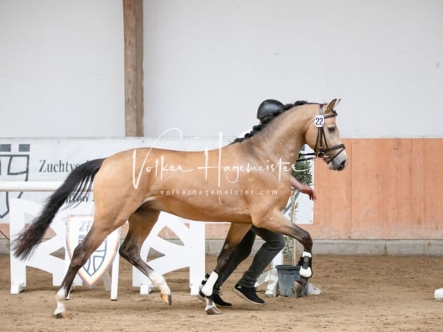 ZfdP Kranichstein Spezialrassen + Reitponys 10