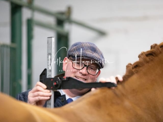 ZfdP Kranichstein Reitpferde 27