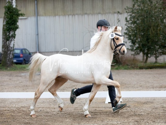 ZfdP Kranichstein Spezialrassen + Reitponys 12