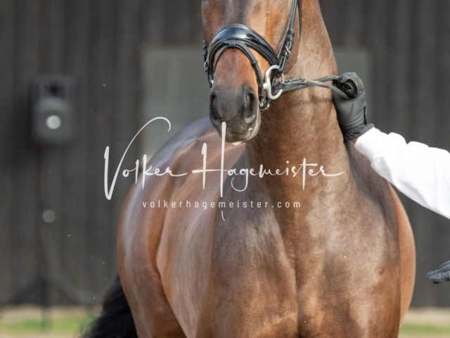 ZfdP Kranichstein Reitpferde 28