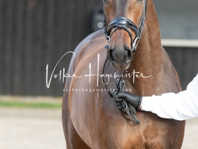 ZfdP Kranichstein Reitpferde 29