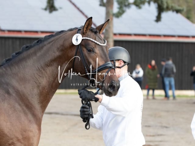 ZfdP Kranichstein Reitpferde 30