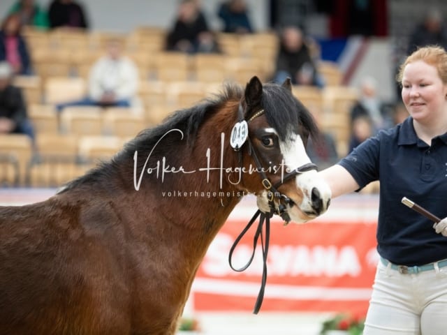 Anfragen PSB Körung 18