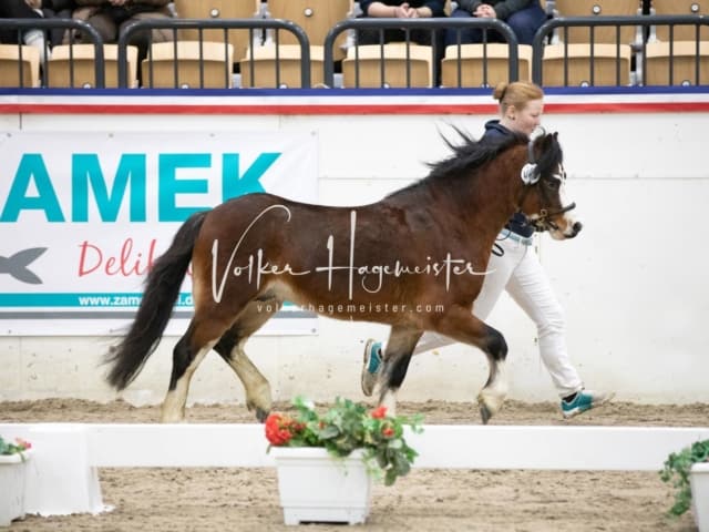 Anfragen PSB Körung 21