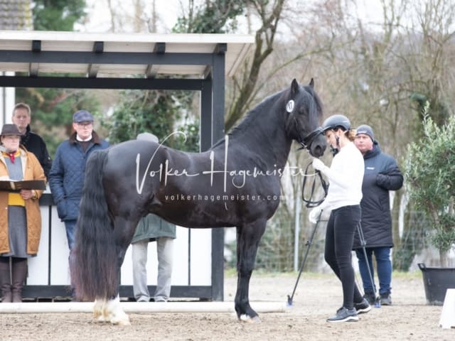 ZfdP Kranichstein Spezialrassen + Reitponys 13