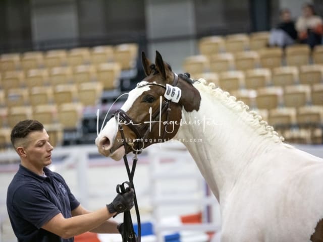 Anfragen PSB Körung 22