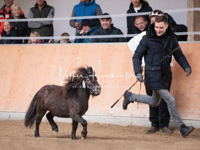 ZfdP Kranichstein Spezialrassen + Reitponys 26