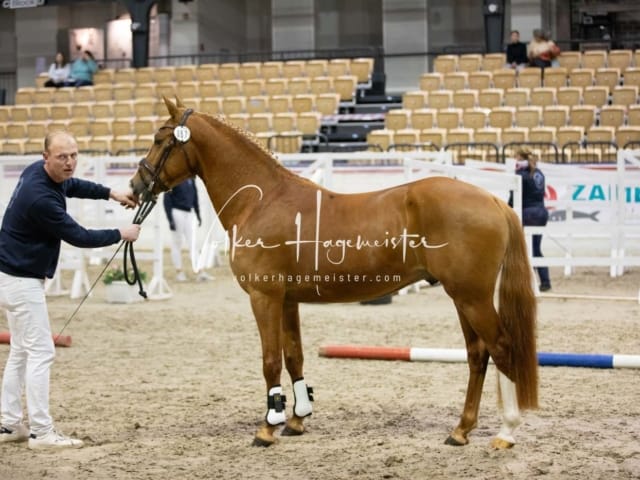 Anfragen PSB Körung 26