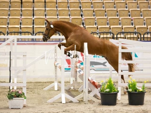 Anfragen PSB Körung 27