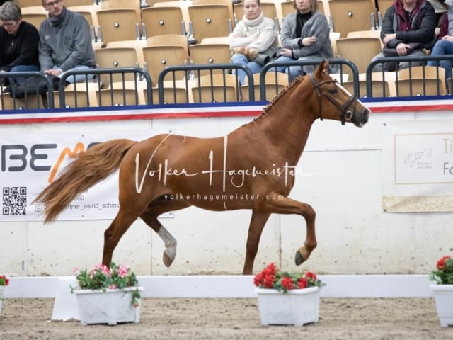Anfragen PSB Körung 30