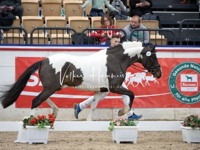 Hengste und Impressionen PSB Körung 29