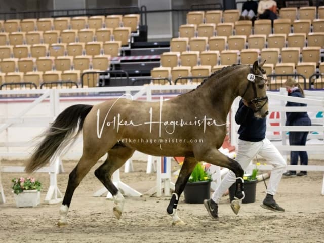 Hengste und Impressionen PSB Körung 5