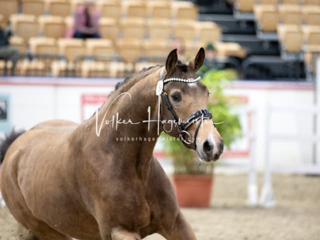 Hengste und Impressionen PSB Körung 13