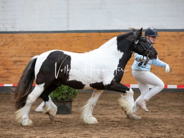 Impressionen PSB Nachkörung 3