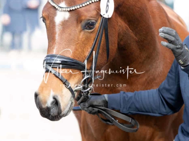 Impressionen PSB Nachkörung 11