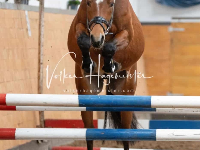 Impressionen PSB Nachkörung 12