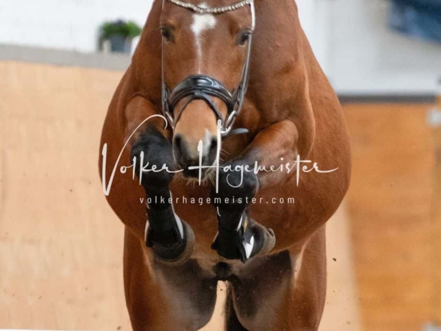 Impressionen PSB Nachkörung 13