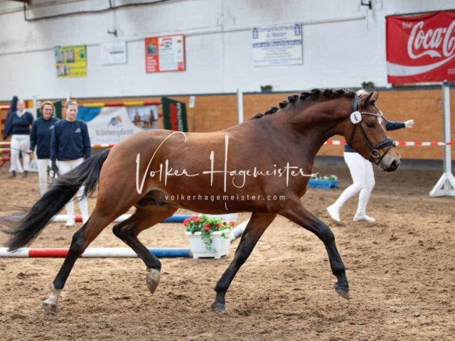 Impressionen PSB Nachkörung 14