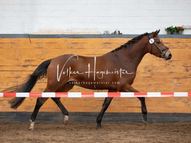 Impressionen PSB Nachkörung 15