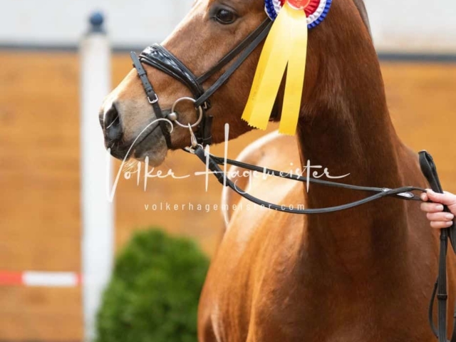 Impressionen PSB Nachkörung 16