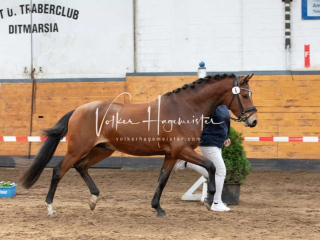 Impressionen PSB Nachkörung 17