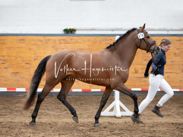 Impressionen PSB Nachkörung 21