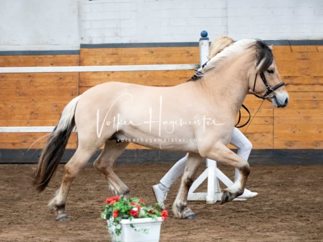 Impressionen PSB Nachkörung 29
