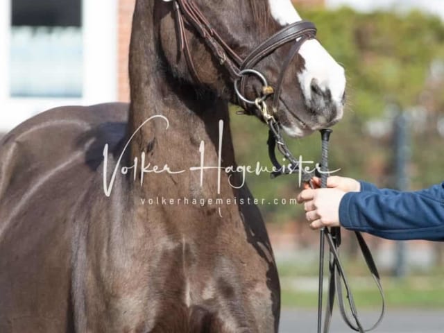 Impressionen PSB Nachkörung 1