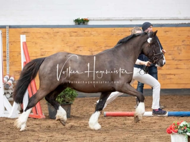 Impressionen PSB Nachkörung 2