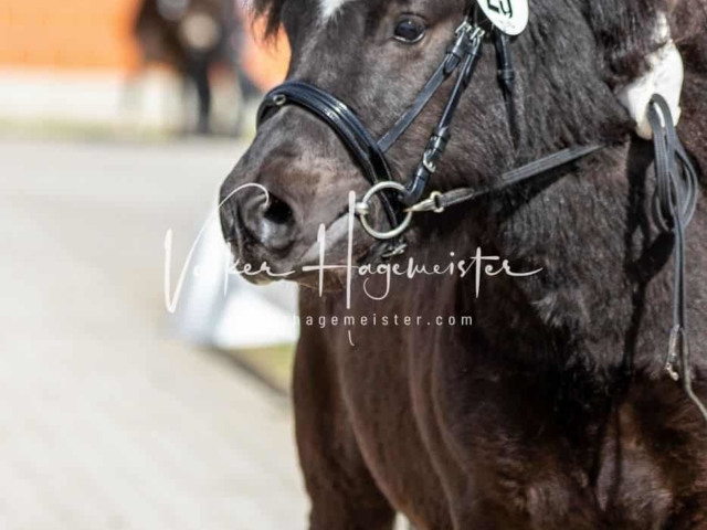 Impressionen ZfdP Frühjahrskörung 1