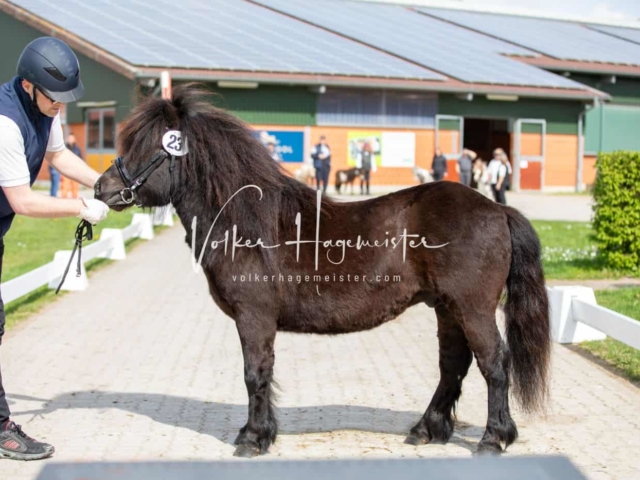 Impressionen ZfdP Frühjahrskörung 3