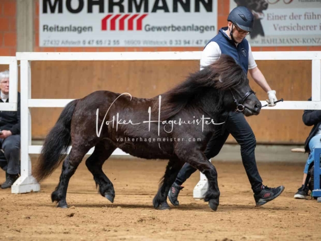 Impressionen ZfdP Frühjahrskörung 6