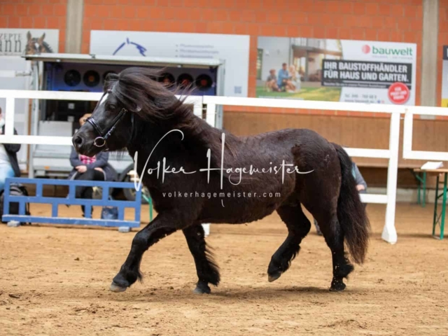 Impressionen ZfdP Frühjahrskörung 9