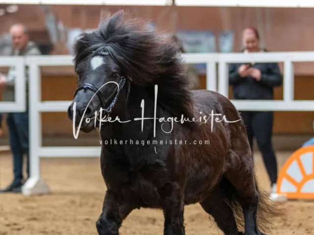 Impressionen ZfdP Frühjahrskörung 10