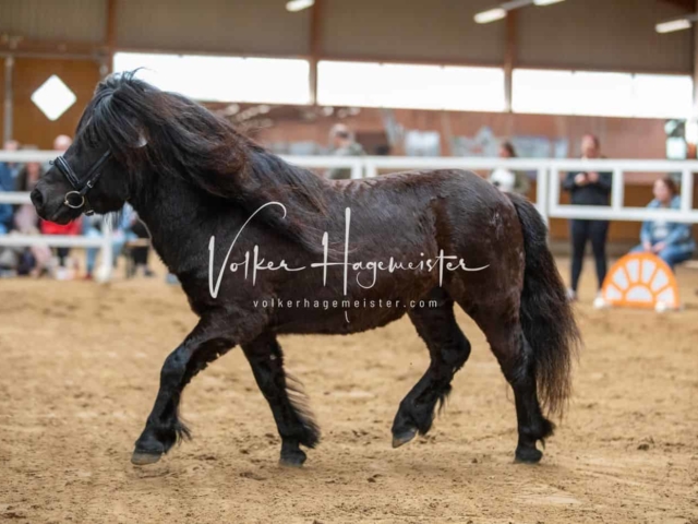 Impressionen ZfdP Frühjahrskörung 11