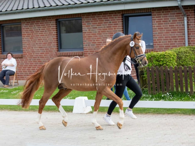 Impressionen ZfdP Frühjahrskörung 18